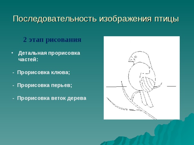 Последовательность изображения птицы 2 этап  рисования Детальная прорисовка частей:   - Прорисовка клюва;   - Прорисовка перьев;   - Прорисовка веток дерева 
