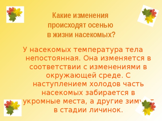 Какие изменения  происходят осенью  в жизни насекомых? У насекомых температура тела непостоянная. Она изменяется в соответствии с изменениями в окружающей среде. С наступлением холодов часть насекомых забирается в укромные места, а другие зимуют в стадии личинок. 