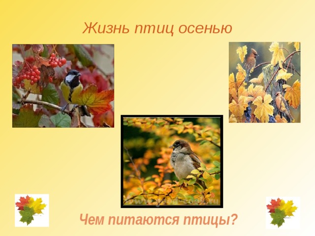  Жизнь птиц осенью Чем питаются птицы? 