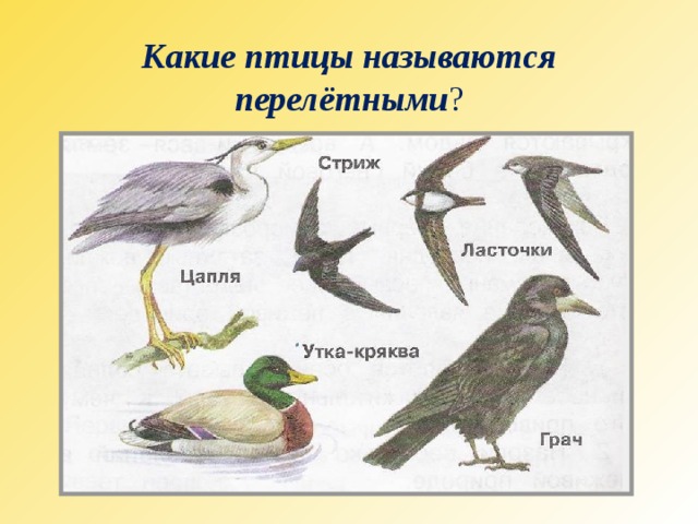 Какие птицы называются перелётными ? 