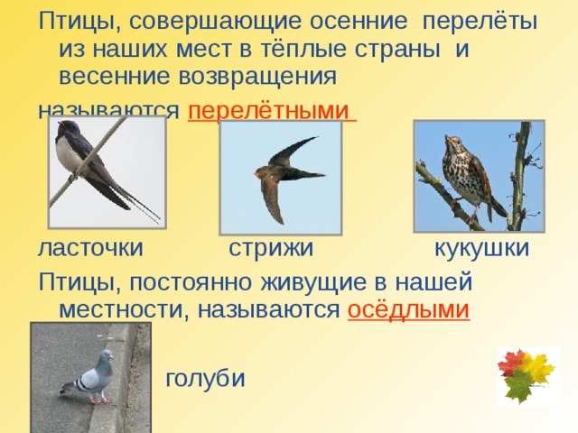 Птицы, совершающие осенние перелёты из наших мест в тёплые страны и весенние возвращения называются перелётными ласточки стрижи кукушки Птицы, постоянно живущие в нашей местности, называются осёдлыми  голуби 