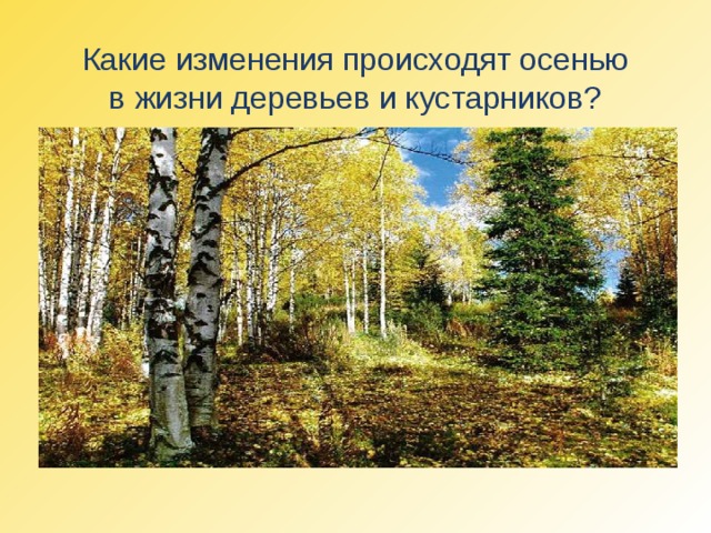 Какие изменения происходят осенью  в жизни деревьев и кустарников? 