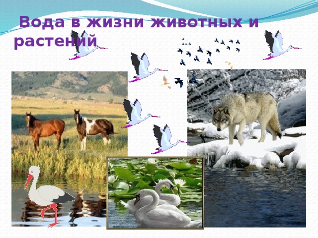   Вода в жизни животных и растений 