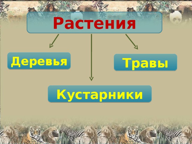 Растения Деревья Травы Кустарники 