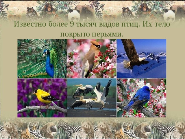 Известно более 9 тысяч видов птиц. Их тело покрыто перьями. 