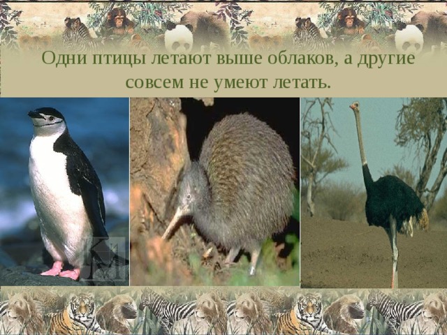 Одни птицы летают выше облаков, а другие совсем не умеют летать. 