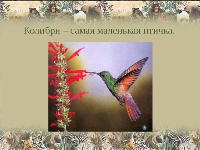 Колибри – самая маленькая птичка. 
