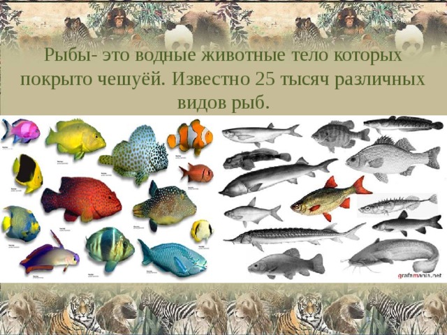 Рыбы- это водные животные тело которых покрыто чешуёй. Известно 25 тысяч различных видов рыб. 