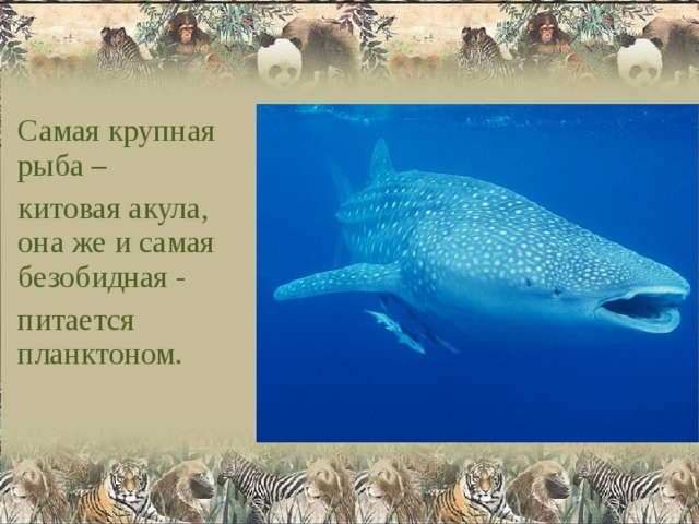 Самая крупная рыба – китовая акула, она же и самая безобидная - питается планктоном. 