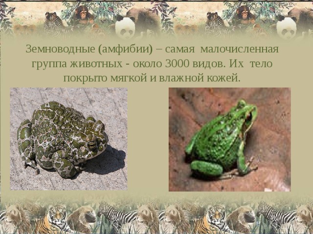 Земноводные (амфибии) – самая малочисленная группа животных - около 3000 видов. Их тело покрыто мягкой и влажной кожей.   