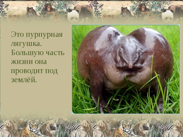 Это пурпурная лягушка. Большую часть жизни она проводит под землёй. 