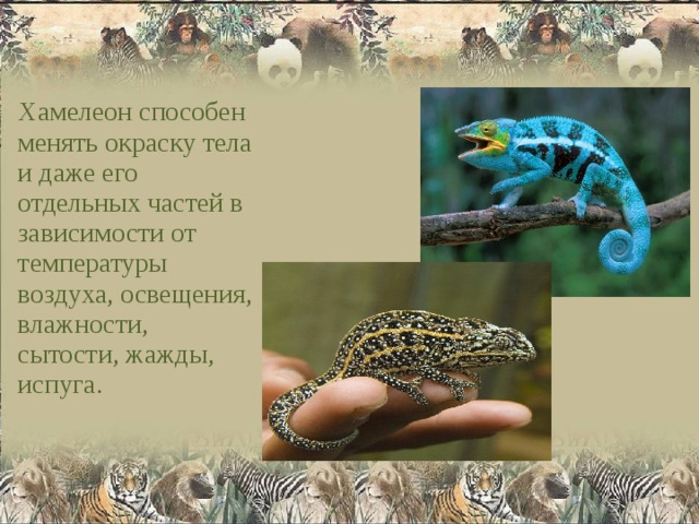 Хамелеон способен менять окраску тела и даже его отдельных частей в зависимости от температуры воздуха, освещения, влажности, сытости, жажды, испуга. 