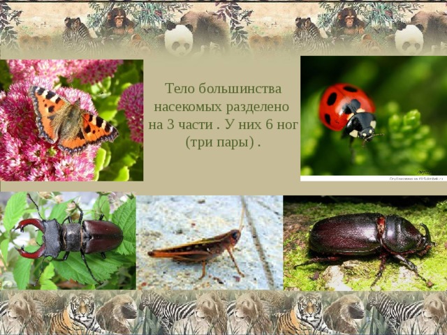 Тело большинства  насекомых разделено  на 3 части . У них 6 ног  (три пары) .   