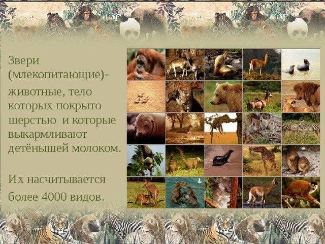 Звери (млекопитающие)- животные, тело которых покрыто шерстью и которые выкармливают детёнышей молоком. Их насчитывается более 4000 видов. 