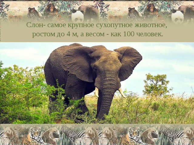 Слон- самое крупное сухопутное животное,  ростом до 4 м, а весом - как 100 человек. 