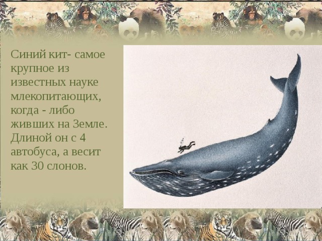 Синий кит- самое крупное из известных науке млекопитающих, когда - либо живших на Земле. Длиной он с 4 автобуса, а весит как 30 слонов. 