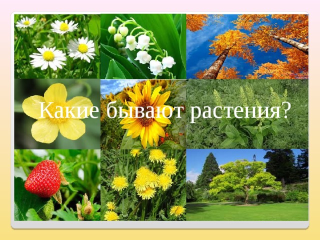 Какие бывают растения? 