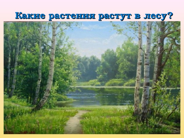 Какие растения растут в лесу? 