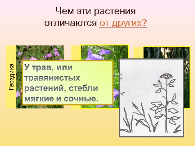 Гвоздика Колокольчик Ромашка Гвоздика 