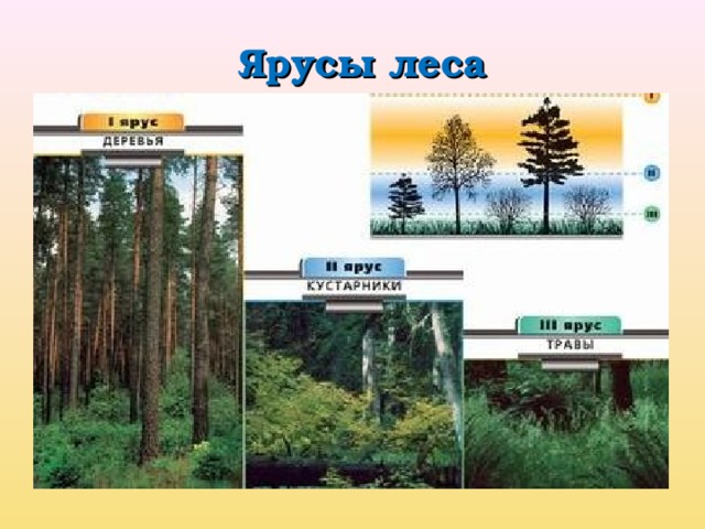 Ярусы леса 