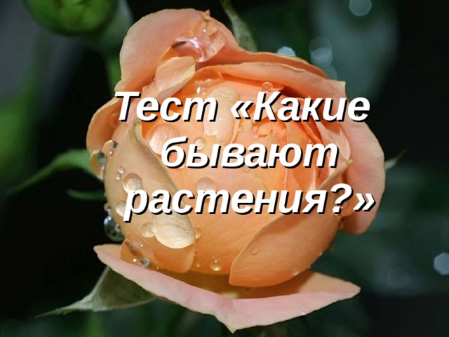 Тест «Какие бывают растения?» 