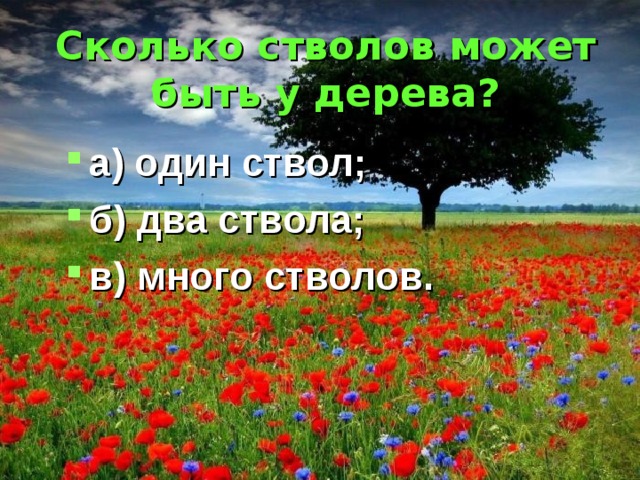 Сколько стволов может быть у дерева? а) один ствол; б) два ствола; в) много стволов. 