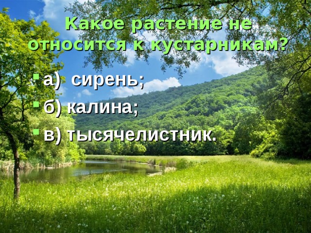 Какое растение не относится к кустарникам? а) сирень; б) калина; в) тысячелистник. 