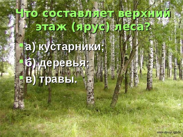 Что составляет верхний этаж (ярус) леса? а) кустарники; б) деревья; в) травы. 