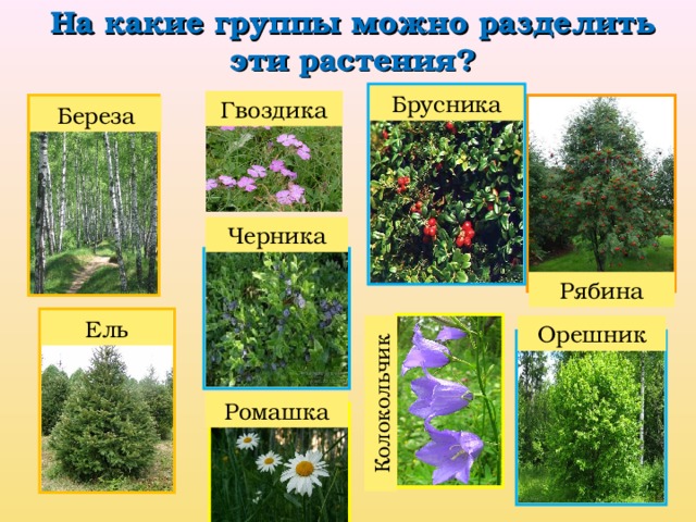 На какие группы можно разделить эти растения? Колокольчик Брусника Гвоздика Береза Черника Рябина Ель Орешник Ромашка 