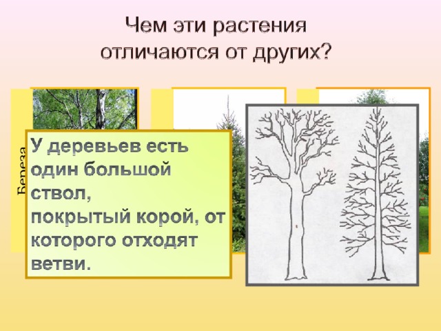 Береза Ель Рябина  