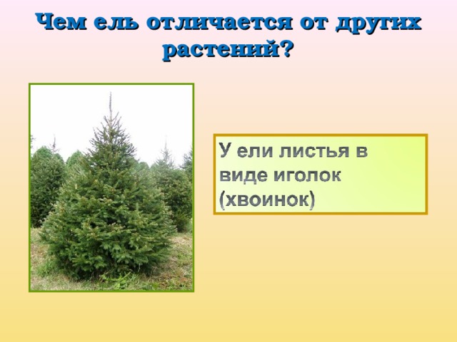 Чем  ель отличается от других растений?   
