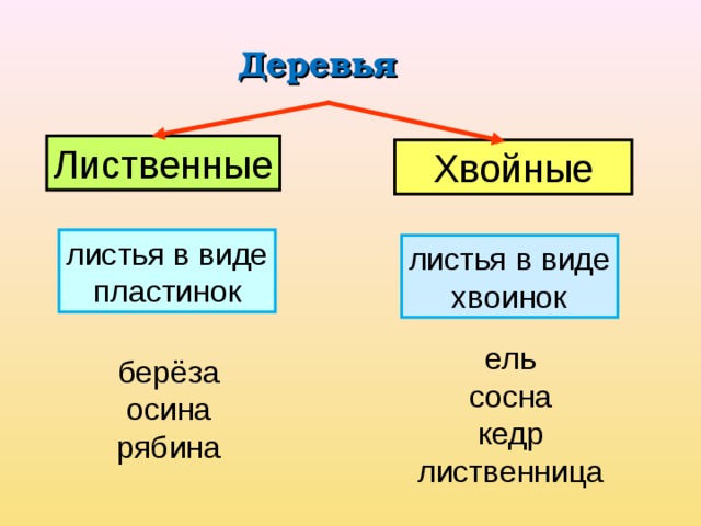  Деревья Лиственные Хвойные листья в виде пластинок листья в виде хвоинок ель сосна кедр лиственница берёза осина рябина 