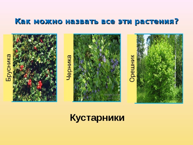 Как можно назвать все эти растения ? Кустарники 
