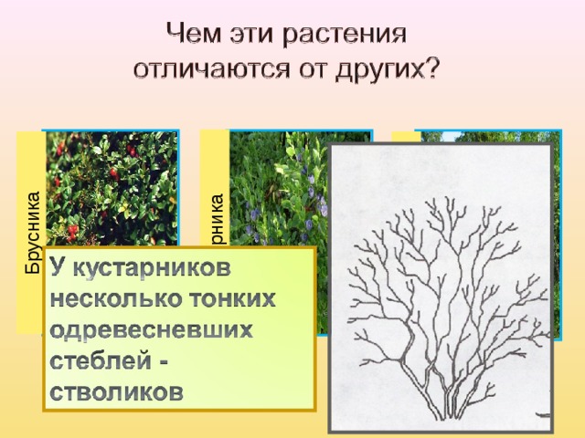 Брусника Черника Орешник 