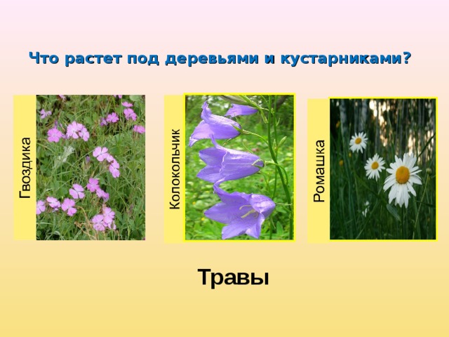Что растет под деревьями и кустарниками ? Травы 