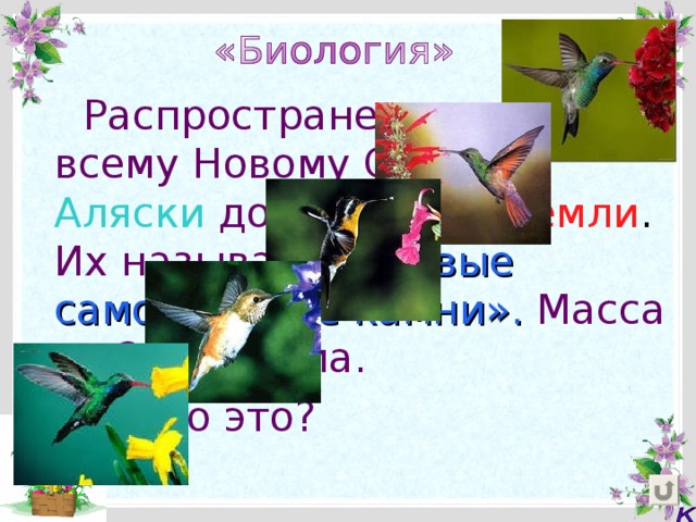 Распространены они по всему Новому Свету  от Аляски  до  Огненной Земли .  Их называют  «живые самоцветные камни». Масса их 2-3 грамма.  Кто это?  