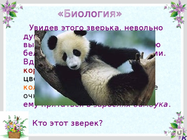  Увидев этого зверька, невольно думаешь, что кто-то нарочно выпачкал его блестящую густую белую шерсть разными красками. Вдоль спины провел темно-коричневым , лапы - в черный цвет , на хвост - темно-рыжие кольца , а вокруг глаз - «темные очки». Такая окраска помогает ему прятаться в зарослях бамбука .  Кто этот зверек? 