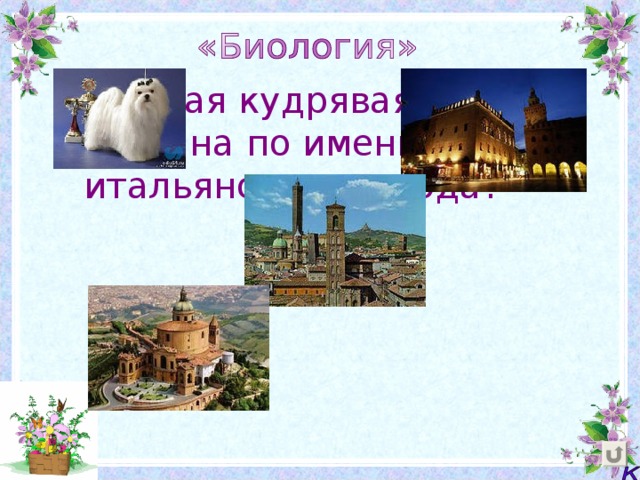  Какая кудрявая собачка названа по имени итальянского города?  