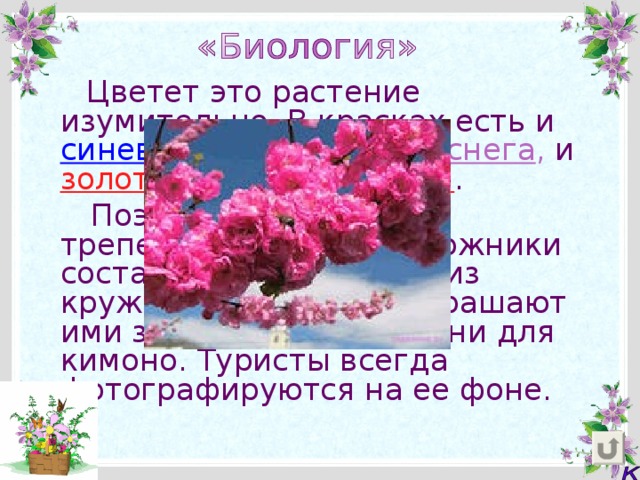  Цветет это растение изумительно. В красках есть и  синева неба ,  и  белизна снега ,  и  золото солнечных лучей .  Поэты посвящают ей трепетные стихи, а художники составляют орнаменты из кружев ее цветков и украшают ими зонтики, веера, ткани для кимоно. Туристы всегда фотографируются на ее фоне. 