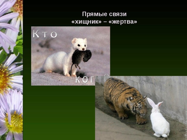 Прямые связи  «хищник» – «жертва» 