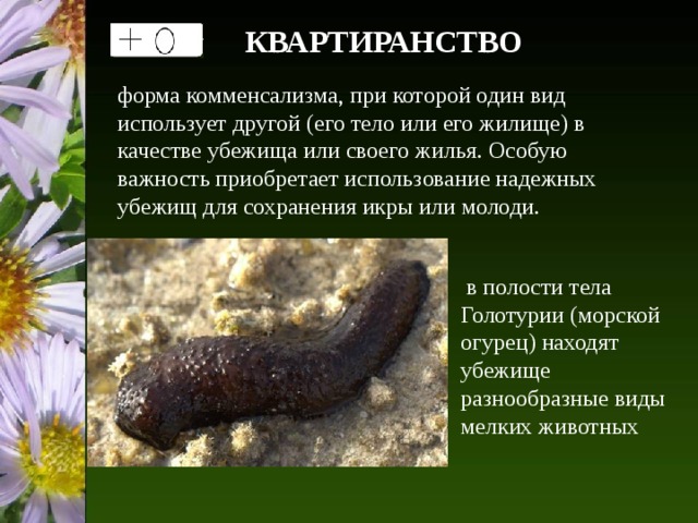 КВАРТИРАНСТВО форма комменсализма, при которой один вид использует другой (его тело или его жилище) в качестве убежища или своего жилья. Особую важность приобретает использование надежных убежищ для сохранения икры или молоди.  в полости тела Голотурии (морской огурец) находят убежище разнообразные виды мелких животных 