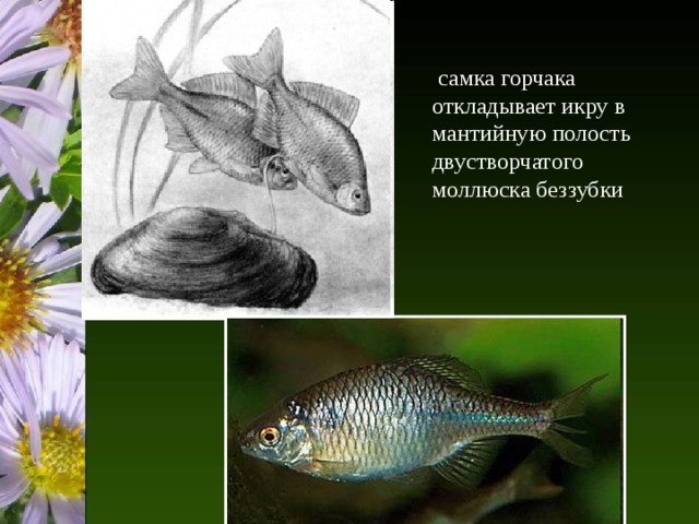  самка горчака откладывает икру в мантийную полость двустворчатого моллюска беззубки 