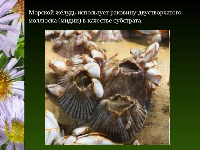 Морской жёлудь использует раковину двустворчатого моллюска (мидии) в качестве субстрата 