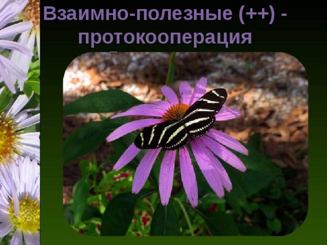 Взаимно-полезные (++) - протокооперация   Протокооперация 