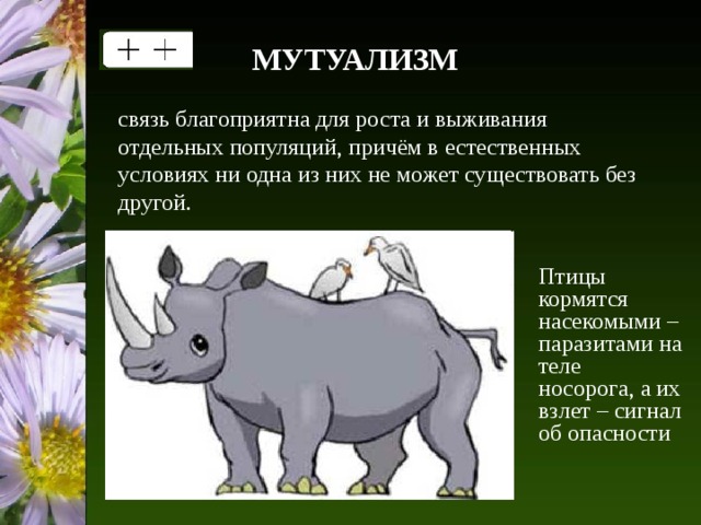 МУТУАЛИЗМ связь благоприятна для роста и выживания отдельных популяций, причём в естественных условиях ни одна из них не может существовать без другой. Птицы кормятся насекомыми – паразитами на теле носорога, а их взлет – сигнал об опасности 