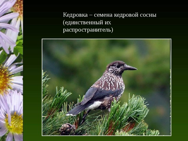 Кедровка – семена кедровой сосны (единственный их распространитель) 