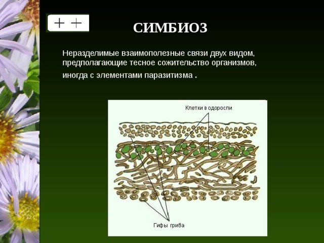 C ИМБИОЗ Неразделимые взаимополезные связи двух видом, предполагающие тесное сожительство организмов, иногда с элементами паразитизма . 
