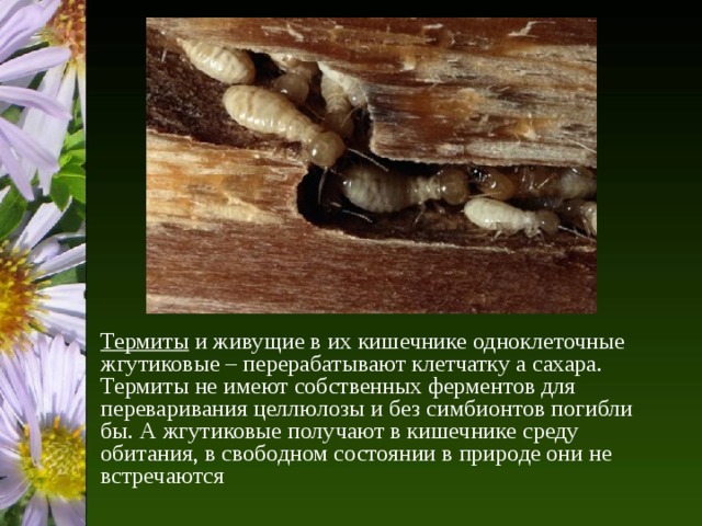 Термиты и живущие в их кишечнике одноклеточные жгутиковые – перерабатывают клетчатку а сахара. Термиты не имеют собственных ферментов для переваривания целлюлозы и без симбионтов погибли бы. А жгутиковые получают в кишечнике среду обитания, в свободном состоянии в природе они не встречаются 