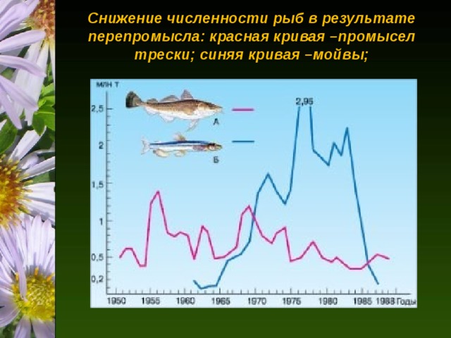 Снижение численности рыб в результате перепромысла: красная кривая –промысел трески; синяя кривая –мойвы;   