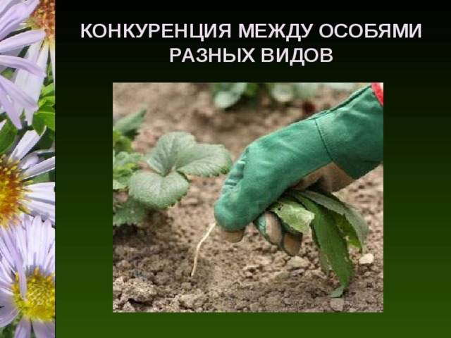 КОНКУРЕНЦИЯ МЕЖДУ ОСОБЯМИ РАЗНЫХ ВИДОВ 